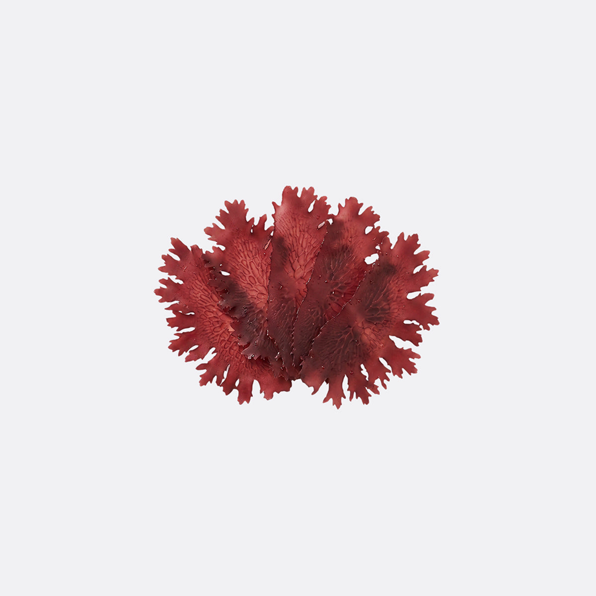 Red Algae