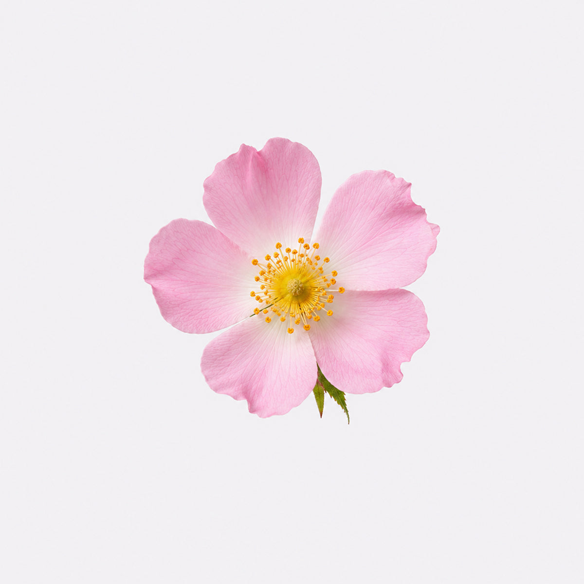 Wild Rose