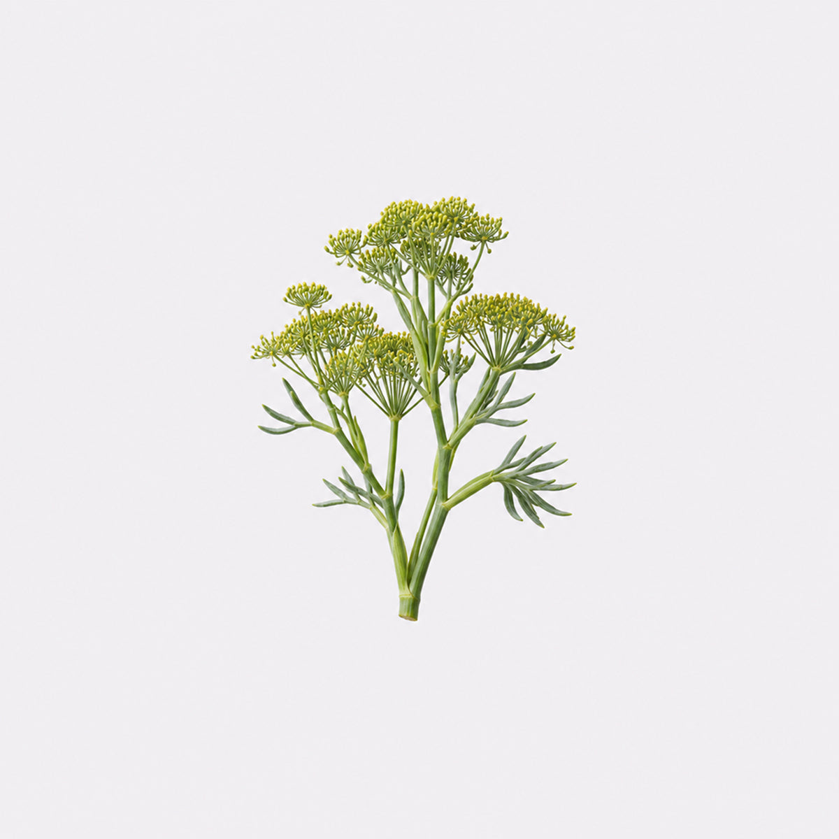 Sea Fennel Extract