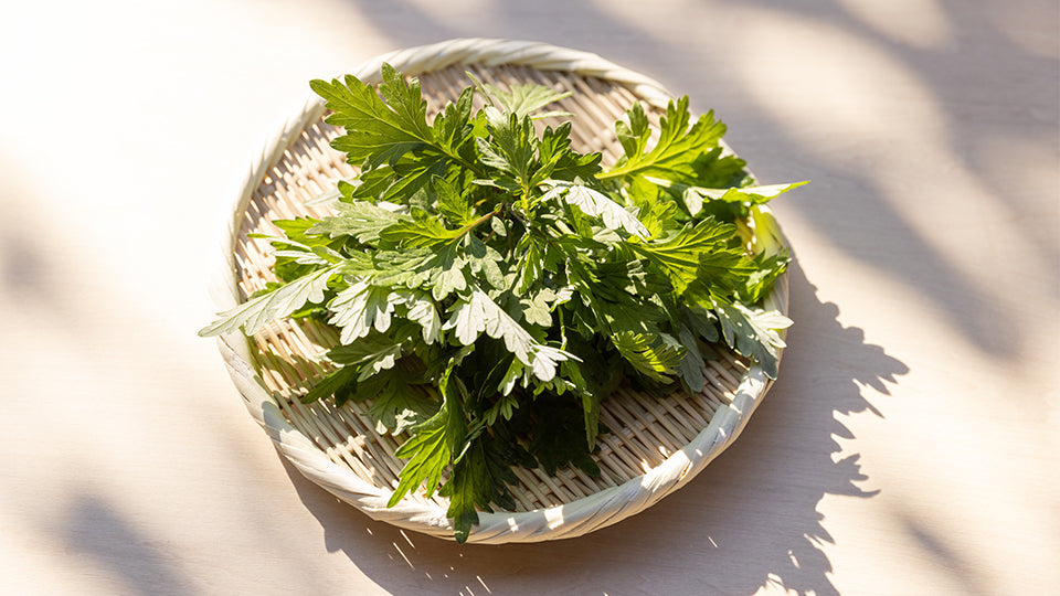 Yomogi (Japanese Mugwort)