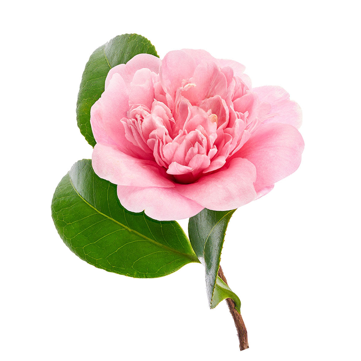 Japanese Camellia Oil
