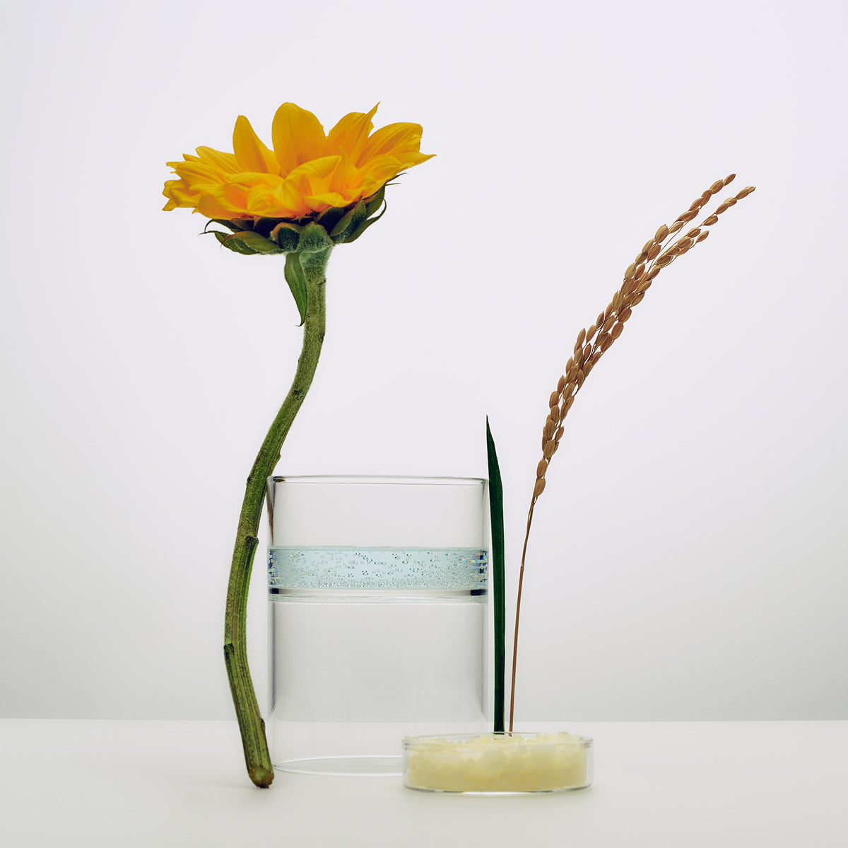 Serum Stick ingredients: 80% biomimetic squalane, Japanese rice bran, sunflower seed wax