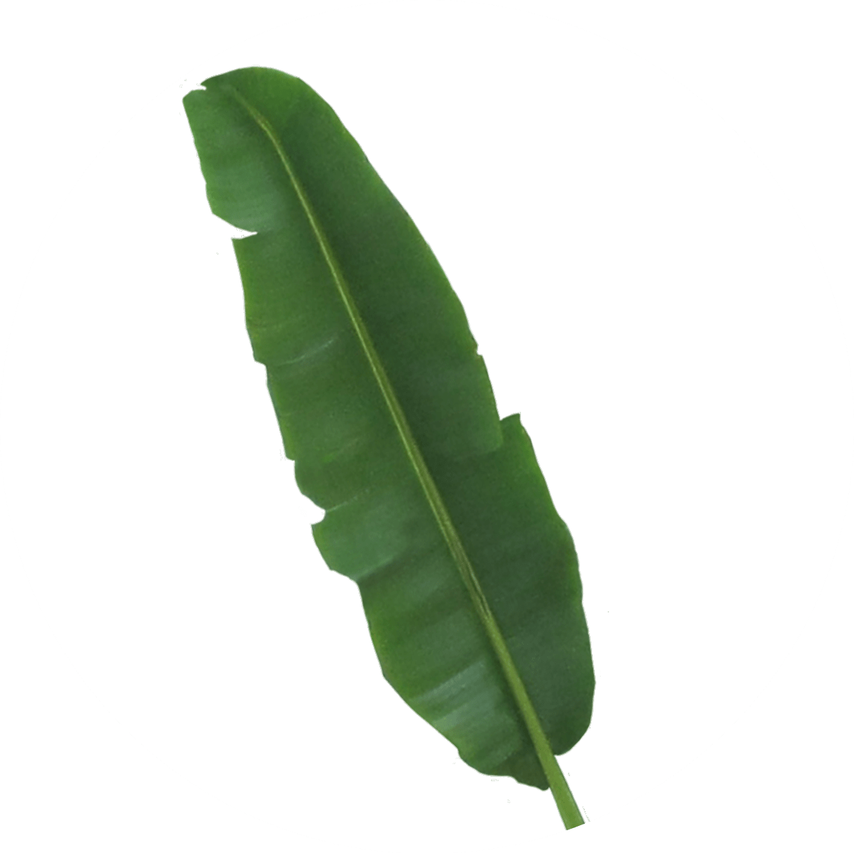 100% Abaca Leaf