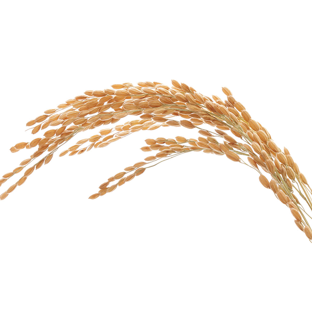 Japanese Rice Bran (komenuka)