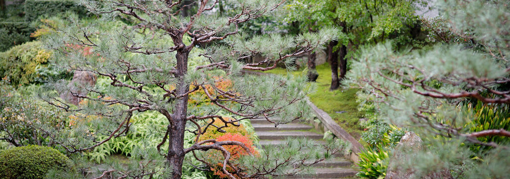 Forest Bathing: How To Engage Your Senses With Shinrin-Yoku