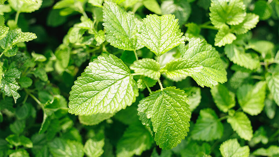 The Best Plant-Based Face Wash