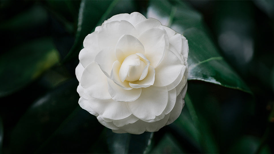 Camellia Oil