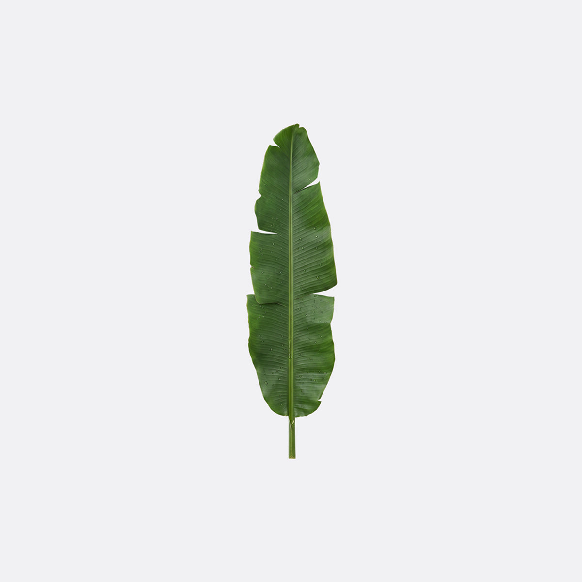 Abaca Leaf Fiber