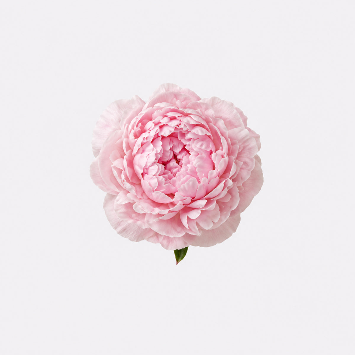 Peony