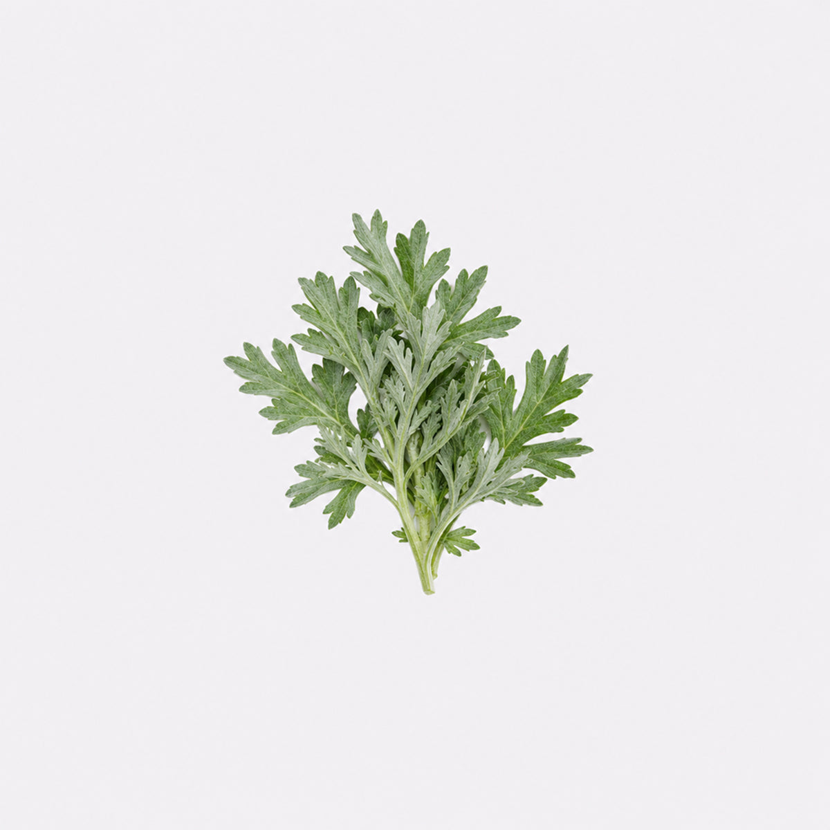 Yomogi (Japanese Mugwort)