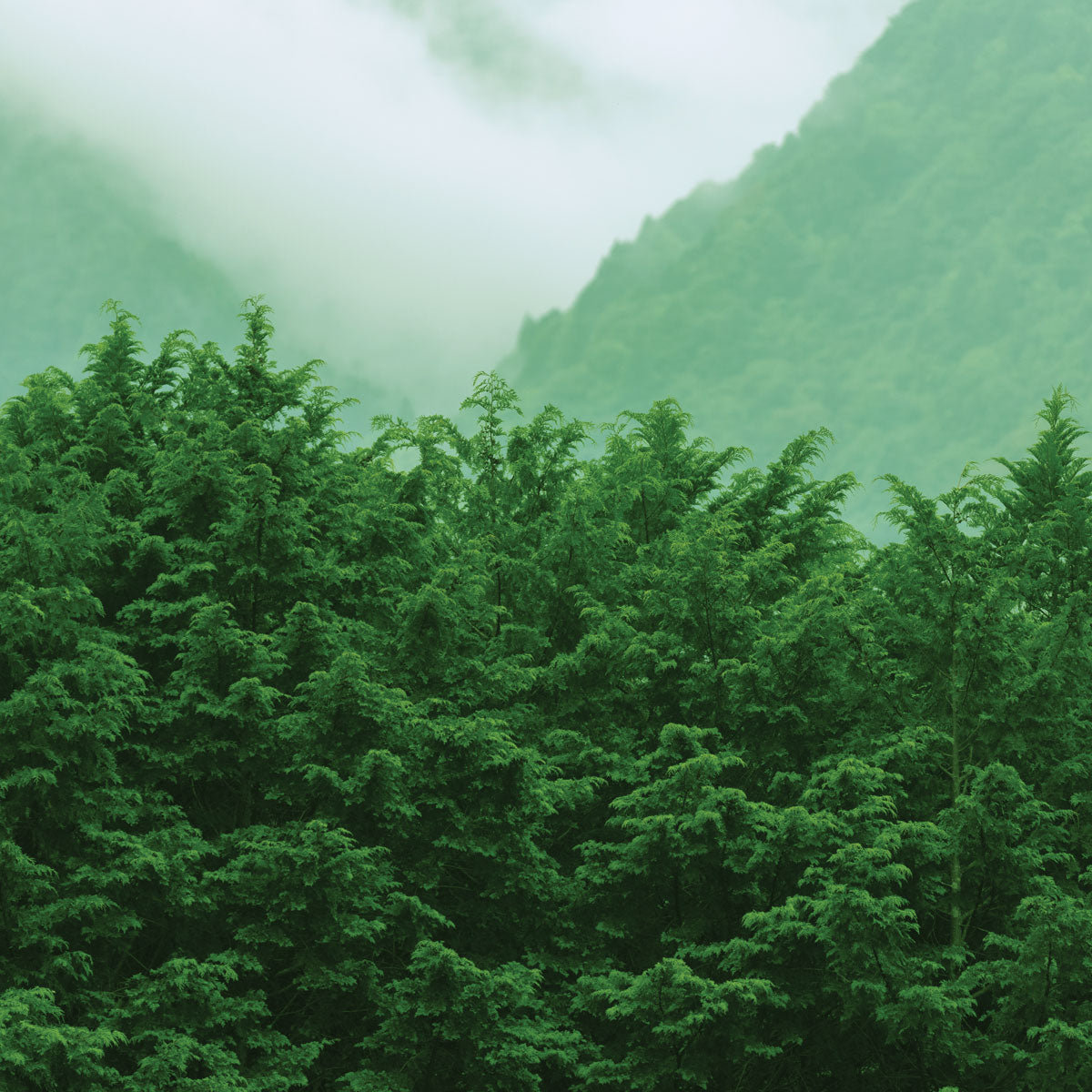 Shot of Hinoki forest