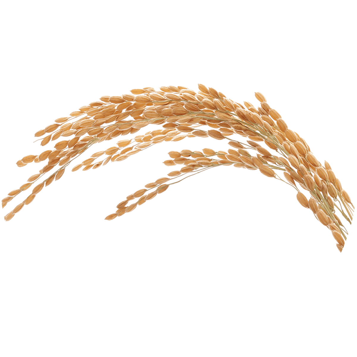 Double-Fermented Akita Rice