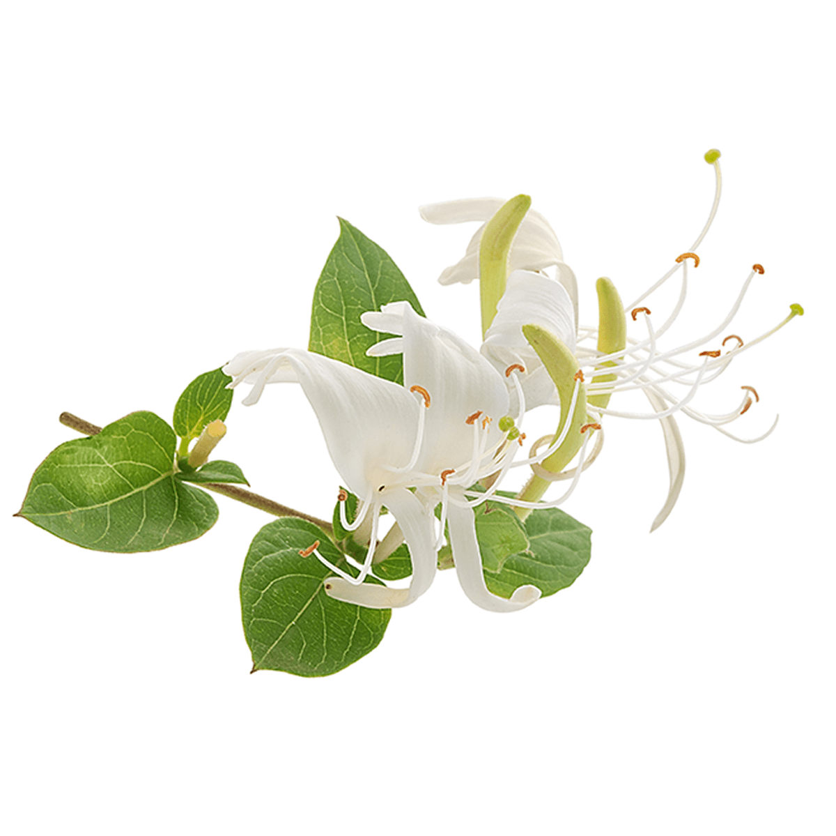 Honeysuckle Extract + Caffeine