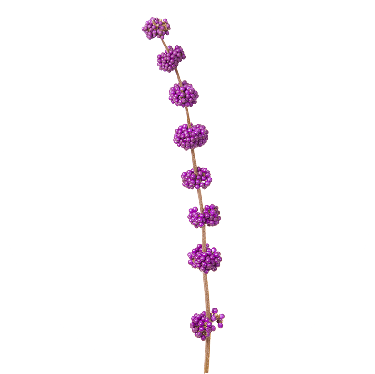 Japanese Beautyberry