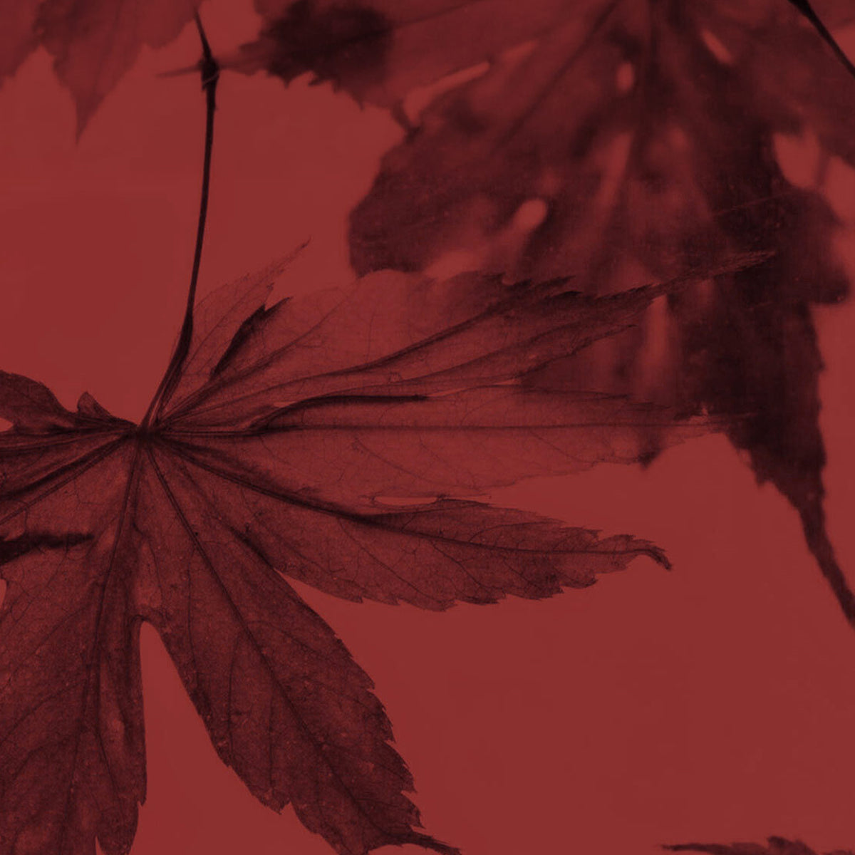Japanese Maple Leaf Red inspiration for the Kissu Lip Mask in Japanese Maple Red