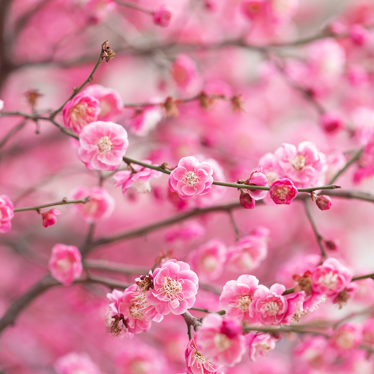 Close up shot of plum blossoms in Japan.