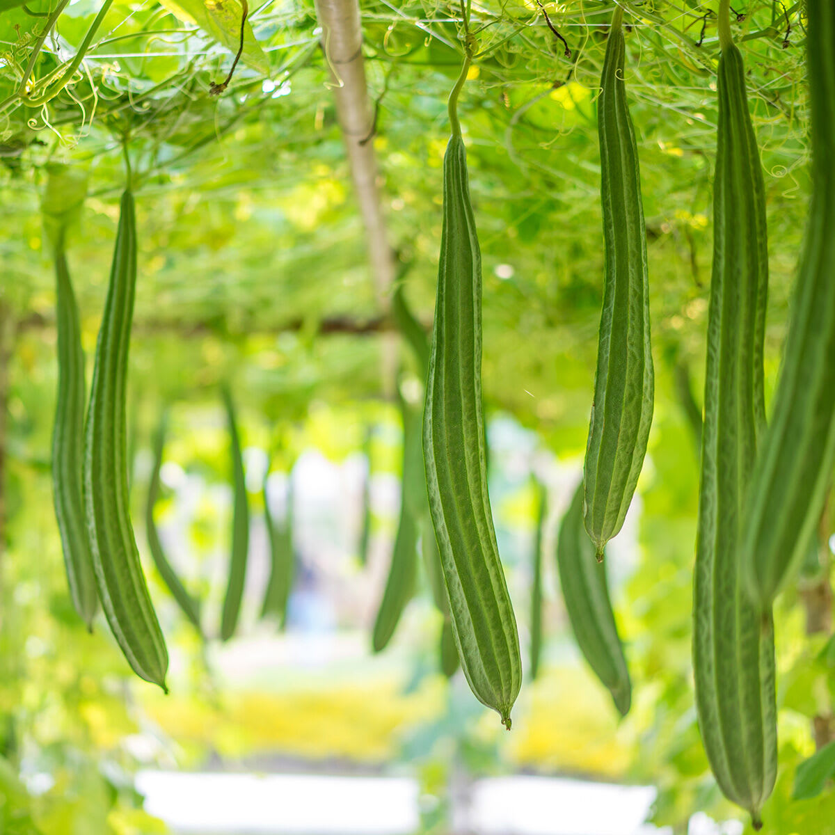 Close up shot of Luffa fruits.