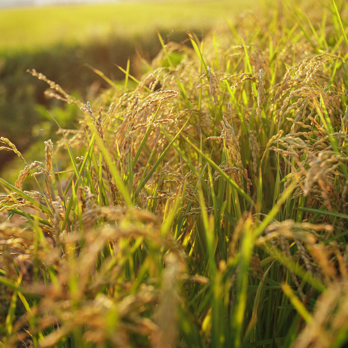 Close up shot of rice field.