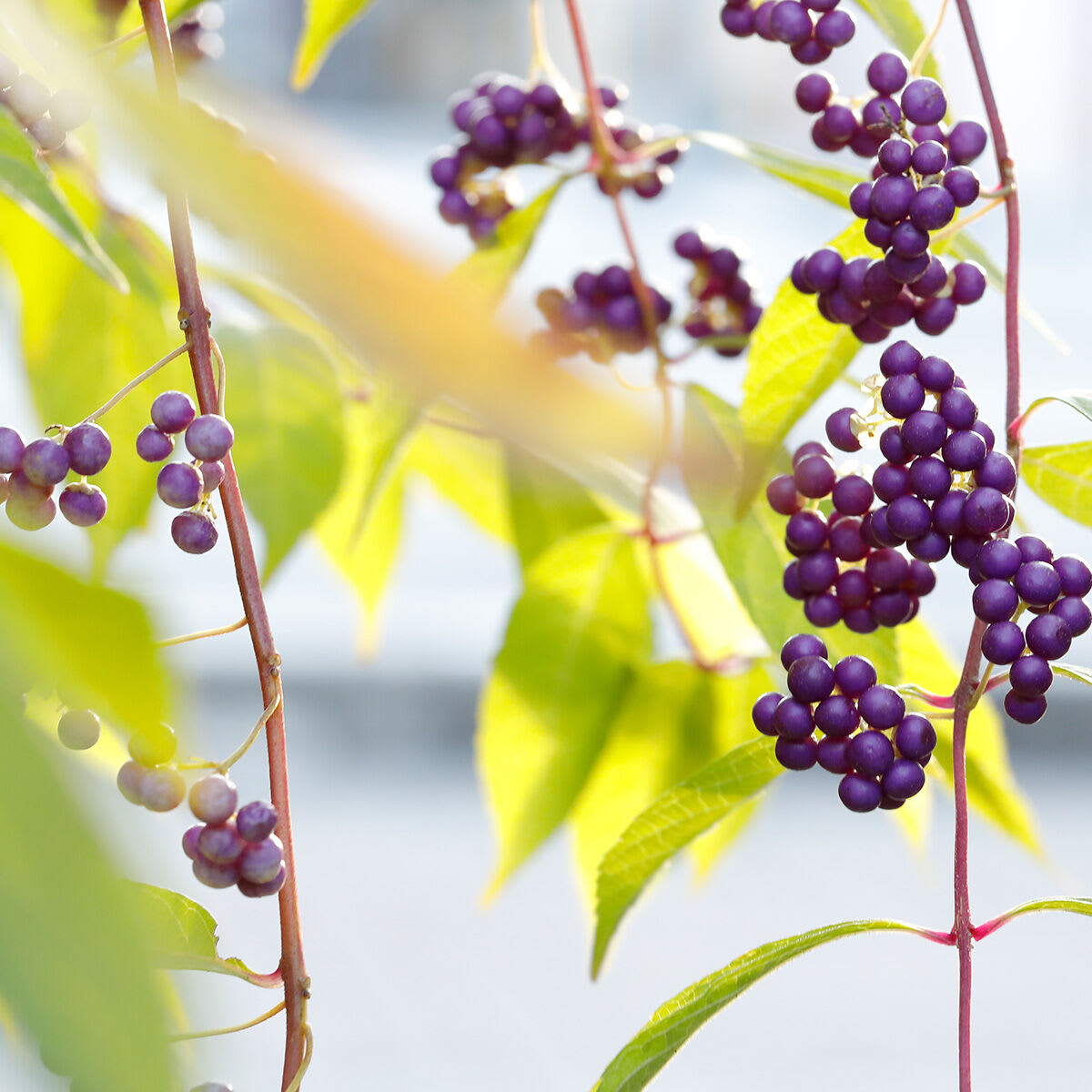 Shot of Japanese Beautyberry.