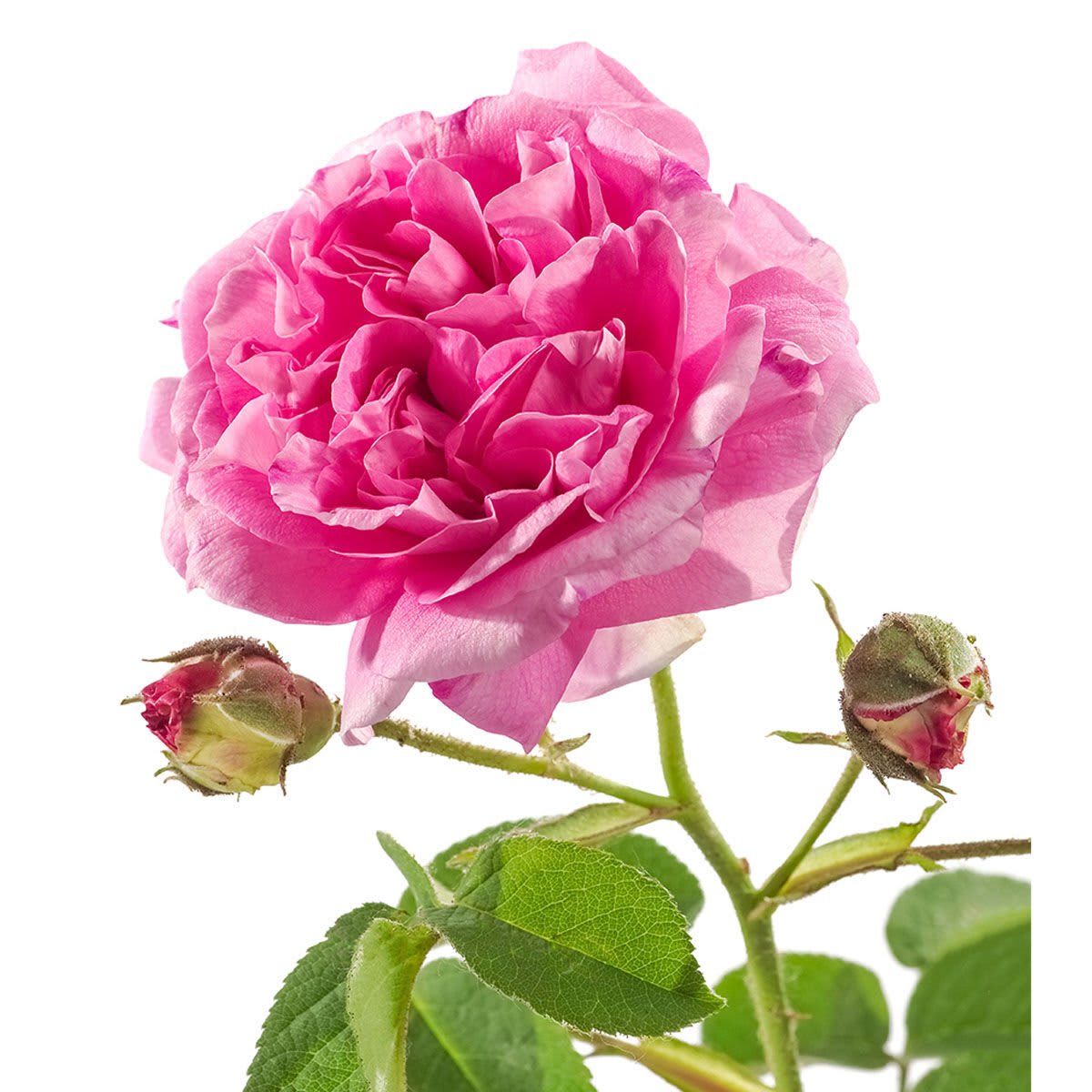 Retinol Alternative Bulgarian Rose