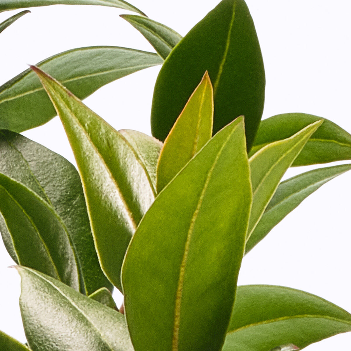 Prebiotic Green Tea Extract