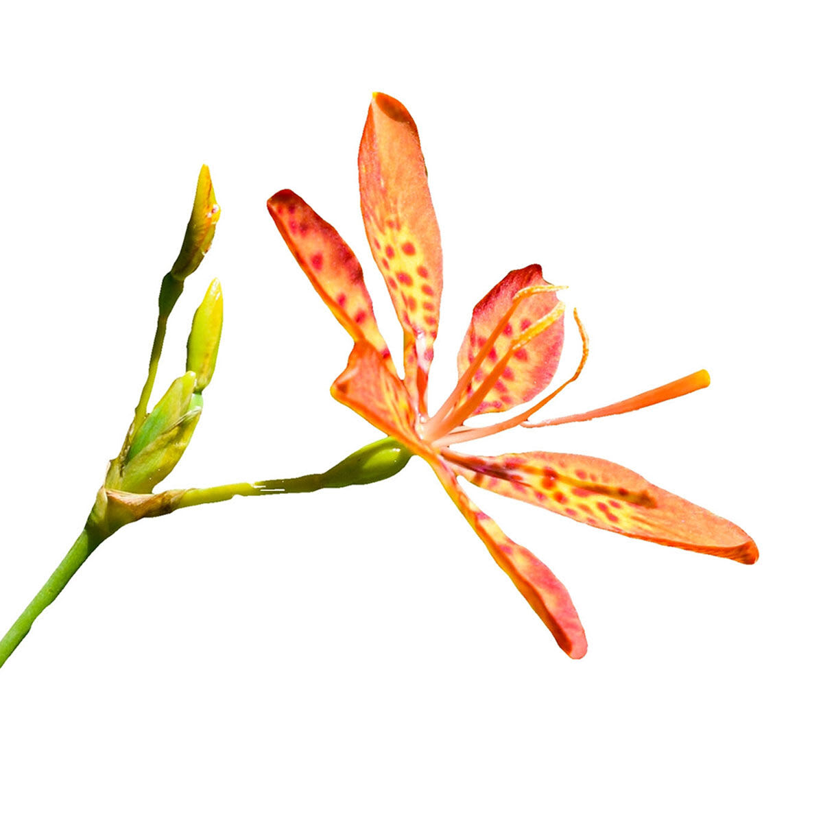 Leopard Lily