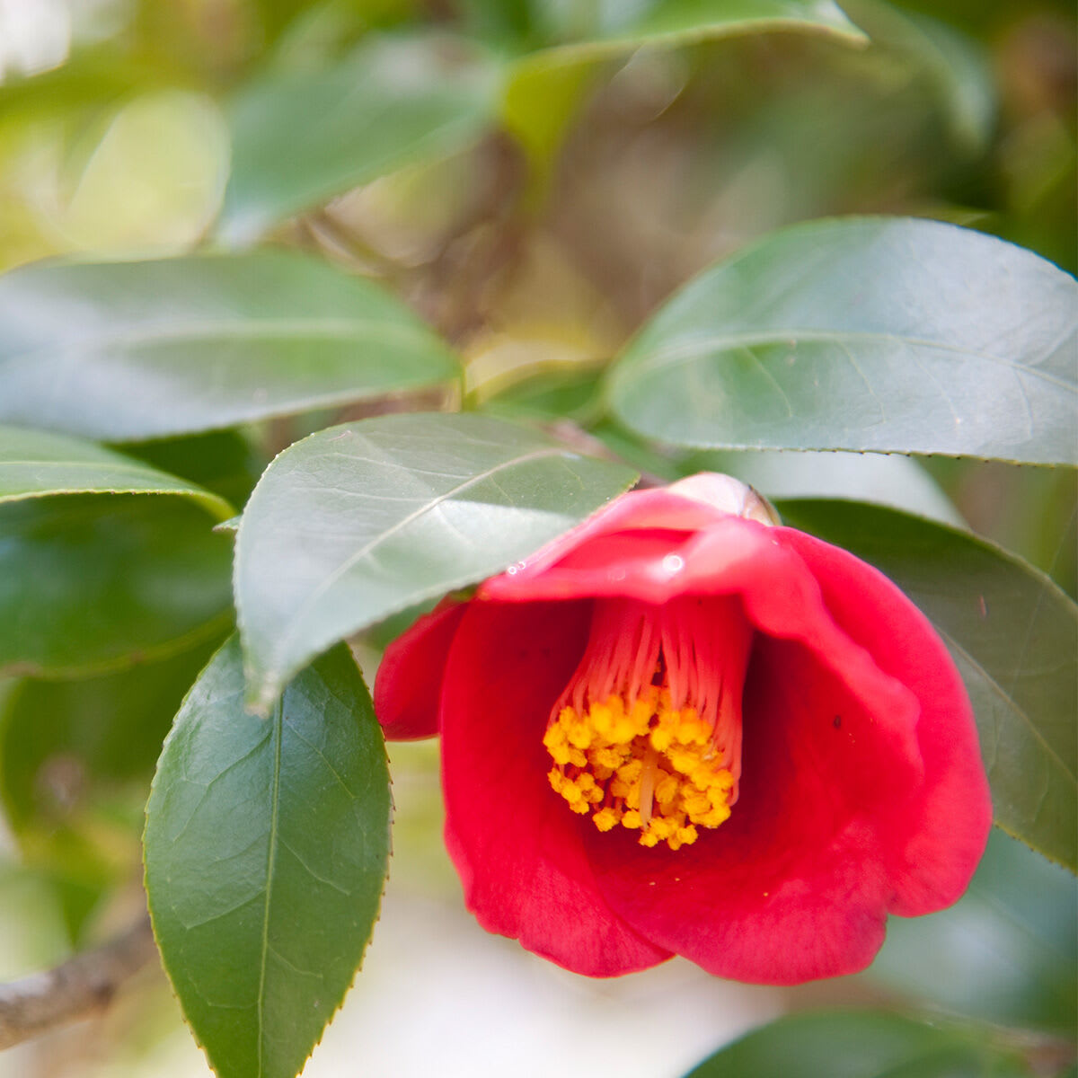 Shot of a Camellia flower.